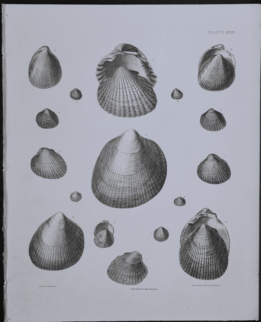 Capt. Thomas Brown - Engraving of shells 1844: This engraving is from Illustrations of the Recent Conchology of Great Britain and Ireland, with the description and localities of all the species, marine, land, and fresh water by Captain Thomas Brow