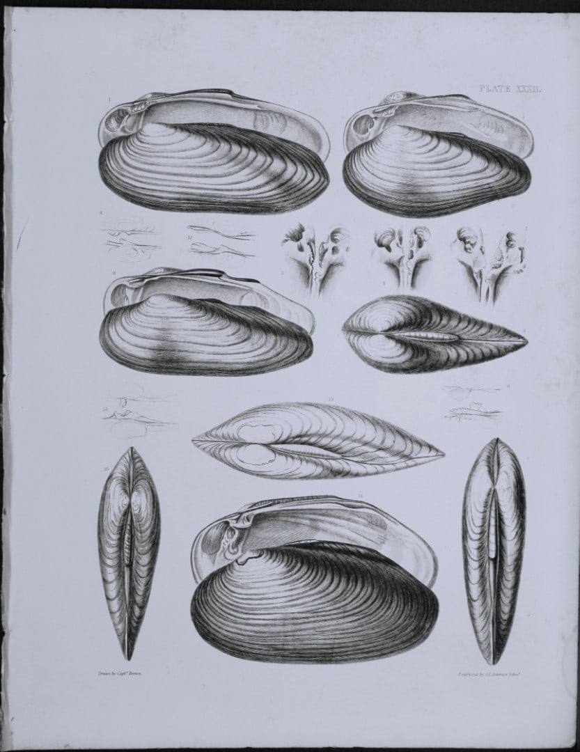Capt. Thomas Brown - Engraving of shells 1844: This engraving is from Illustrations of the Recent Conchology of Great Britain and Ireland, with the description and localities of all the species, marine, land, and fresh water by Captain Thomas Brow