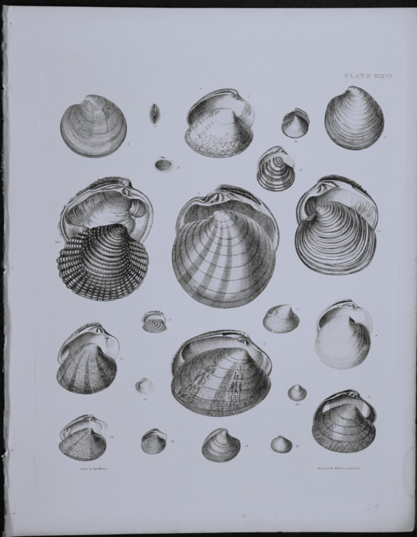 Capt. Thomas Brown - Engraving of shells 1844: This engraving is from Illustrations of the Recent Conchology of Great Britain and Ireland, with the description and localities of all the species, marine, land, and fresh water by Captain Thomas Brow
