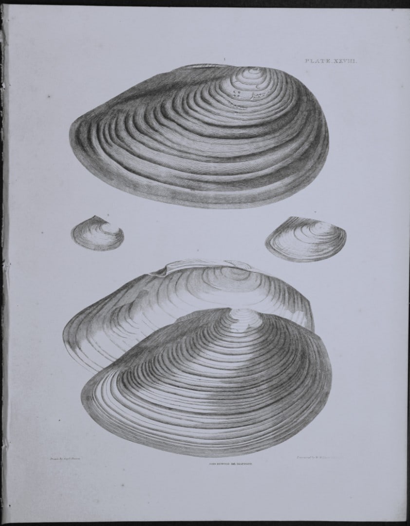 Capt. Thomas Brown - Engraving of shells 1844: This engraving is from Illustrations of the Recent Conchology of Great Britain and Ireland, with the description and localities of all the species, marine, land, and fresh water by Captain Thomas Brow
