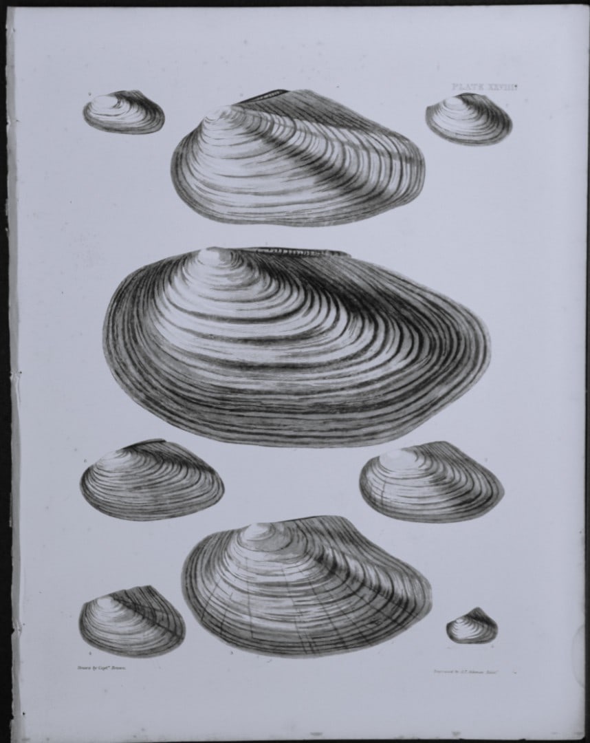 Capt. Thomas Brown - Engraving of shells 1844: This engraving is from Illustrations of the Recent Conchology of Great Britain and Ireland, with the description and localities of all the species, marine, land, and fresh water by Captain Thomas Brow