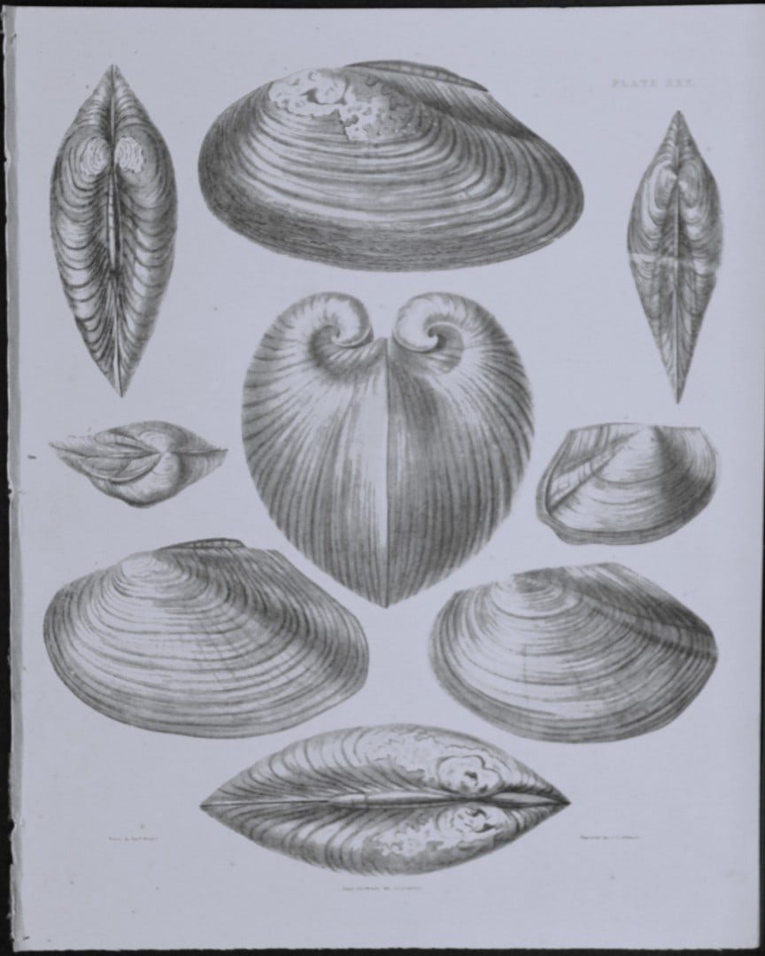 Capt. Thomas Brown - Engraving of shells 1844: This engraving is from Illustrations of the Recent Conchology of Great Britain and Ireland, with the description and localities of all the species, marine, land, and fresh water by Captain Thomas Brow