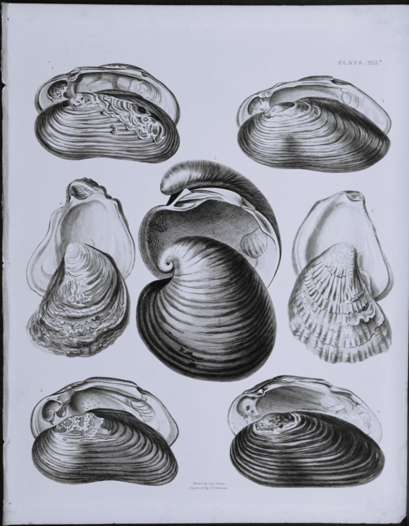 Capt. Thomas Brown - Engraving of shells 1844: This engraving is from Illustrations of the Recent Conchology of Great Britain and Ireland, with the description and localities of all the species, marine, land, and fresh water by Captain Thomas Brow