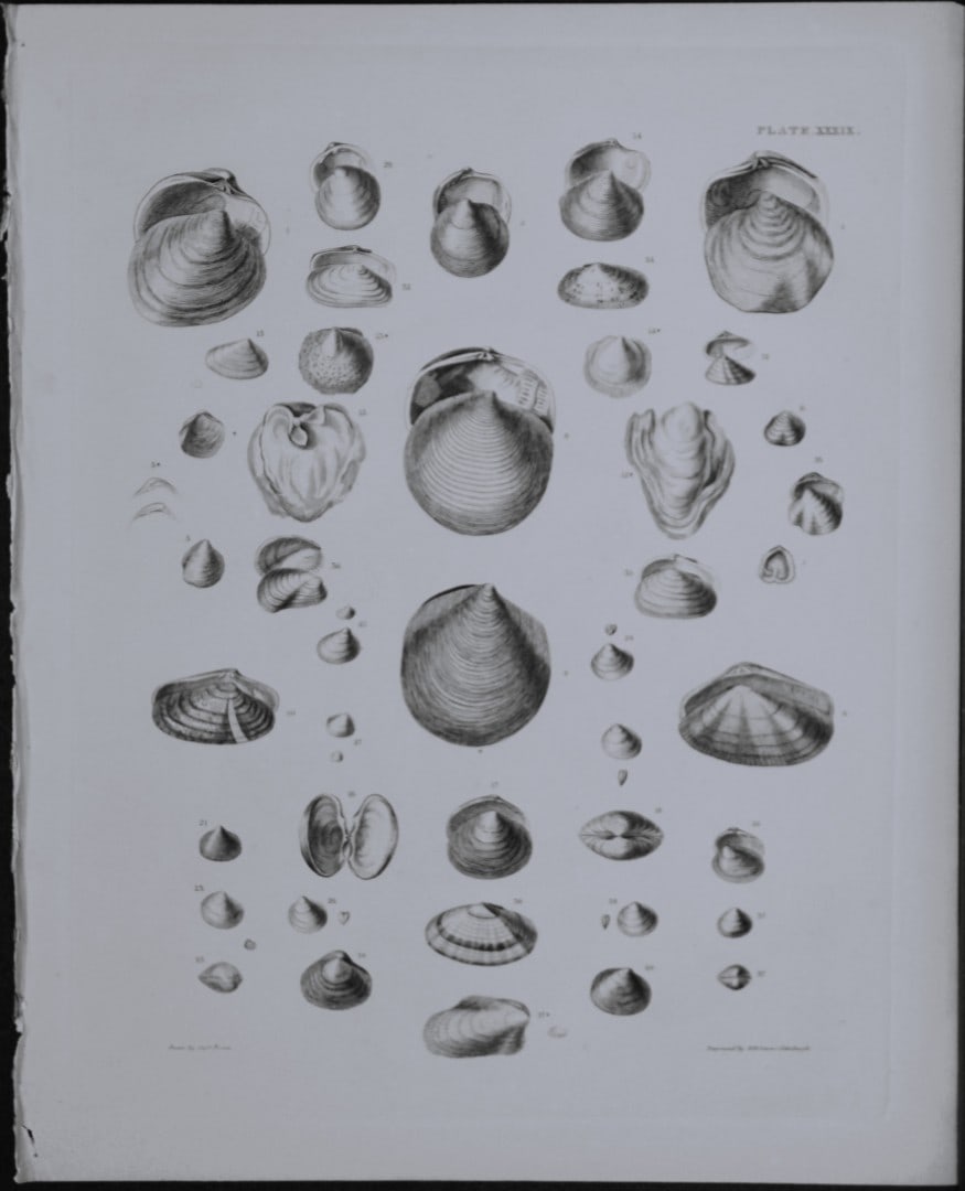 Capt. Thomas Brown - Engraving of shells 1844: This engraving is from Illustrations of the Recent Conchology of Great Britain and Ireland, with the description and localities of all the species, marine, land, and fresh water by Captain Thomas Brow