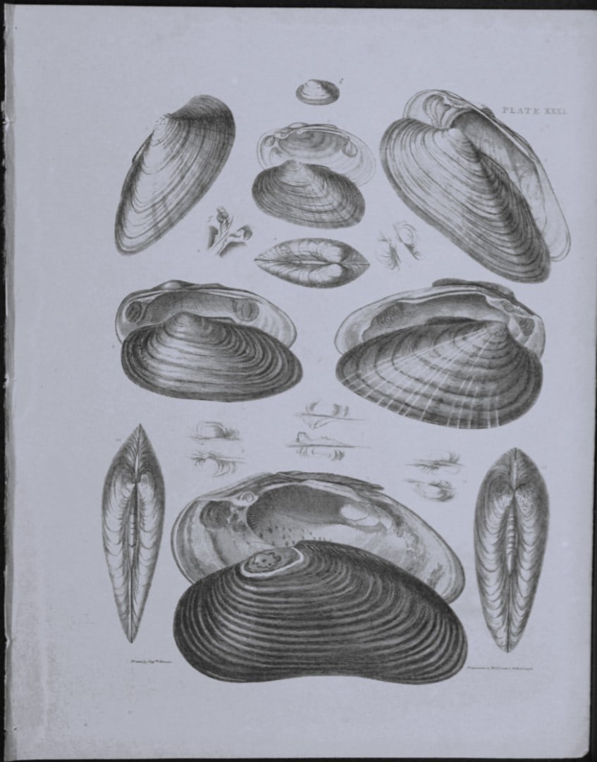 Capt. Thomas Brown - Engraving of shells 1844: This engraving is from Illustrations of the Recent Conchology of Great Britain and Ireland, with the description and localities of all the species, marine, land, and fresh water by Captain Thomas Brow