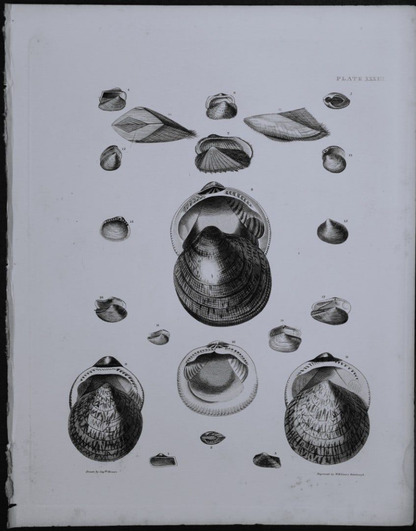Capt. Thomas Brown - Engraving of shells 1844: This engraving is from Illustrations of the Recent Conchology of Great Britain and Ireland, with the description and localities of all the species, marine, land, and fresh water by Captain Thomas Brow