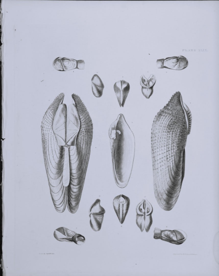 Capt. Thomas Brown - Engraving of shells 1844: This engraving is from Illustrations of the Recent Conchology of Great Britain and Ireland, with the description and localities of all the species, marine, land, and fresh water by Captain Thomas Brow