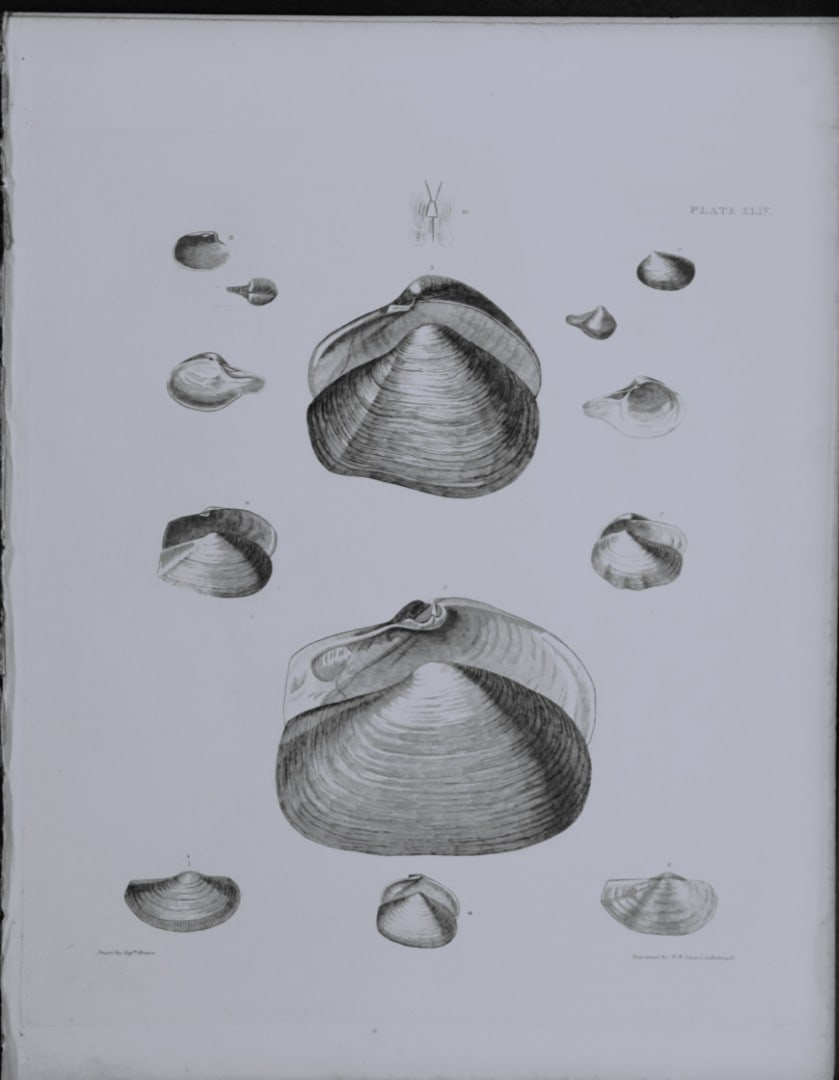 Capt. Thomas Brown - Engraving of shells 1844: This engraving is from Illustrations of the Recent Conchology of Great Britain and Ireland, with the description and localities of all the species, marine, land, and fresh water by Captain Thomas Brow