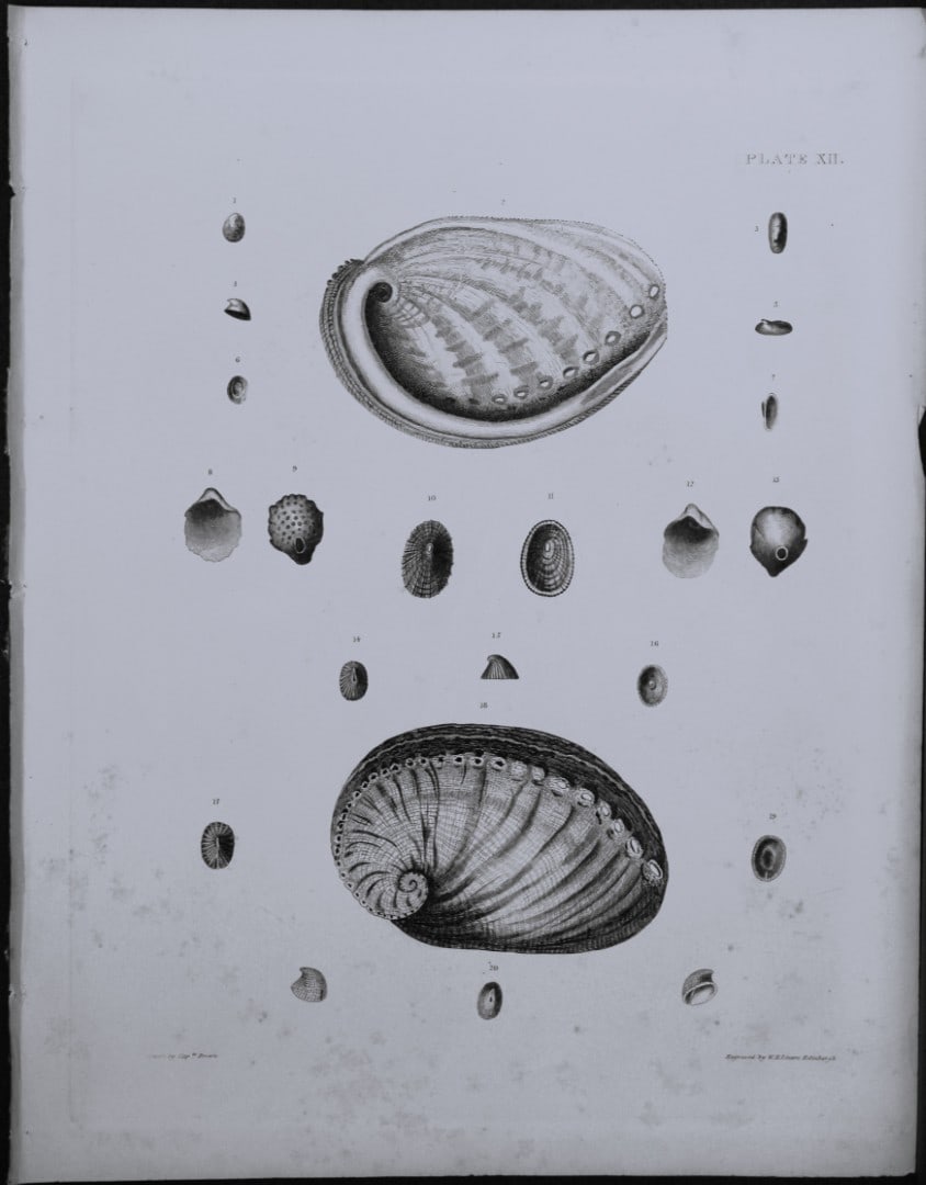 Capt. Thomas Brown - Engraving of shells 1844: This engraving is from Illustrations of the Recent Conchology of Great Britain and Ireland, with the description and localities of all the species, marine, land, and fresh water by Captain Thomas Brow
