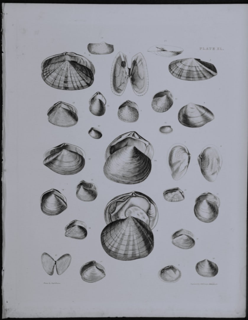 Capt. Thomas Brown - Engraving of shells 1844: This engraving is from Illustrations of the Recent Conchology of Great Britain and Ireland, with the description and localities of all the species, marine, land, and fresh water by Captain Thomas Brow