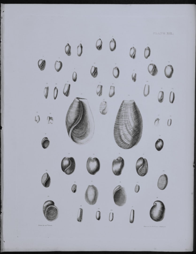 Capt. Thomas Brown - Engraving of shells 1844: This engraving is from Illustrations of the Recent Conchology of Great Britain and Ireland, with the description and localities of all the species, marine, land, and fresh water by Captain Thomas Brow