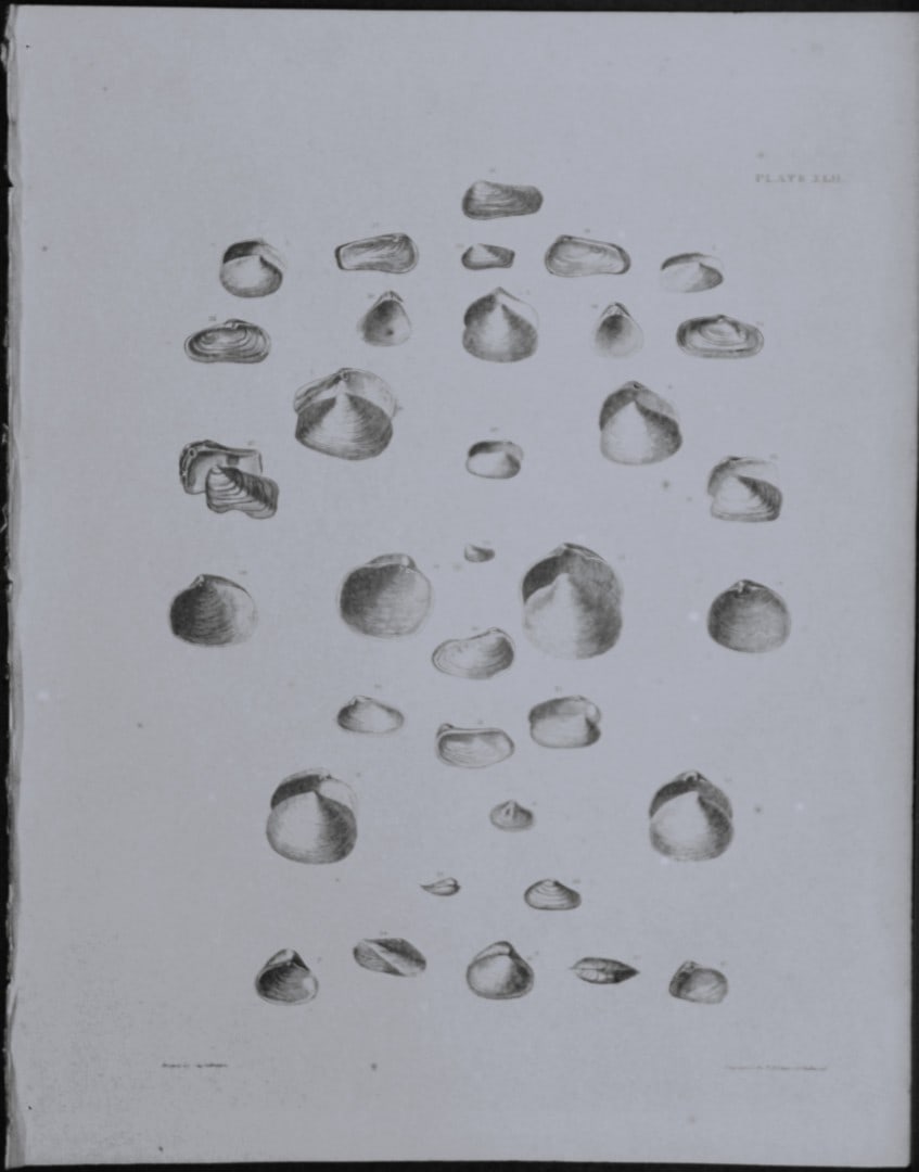 Capt. Thomas Brown - Engraving of shells 1844: This engraving is from Illustrations of the Recent Conchology of Great Britain and Ireland, with the description and localities of all the species, marine, land, and fresh water by Captain Thomas Brow