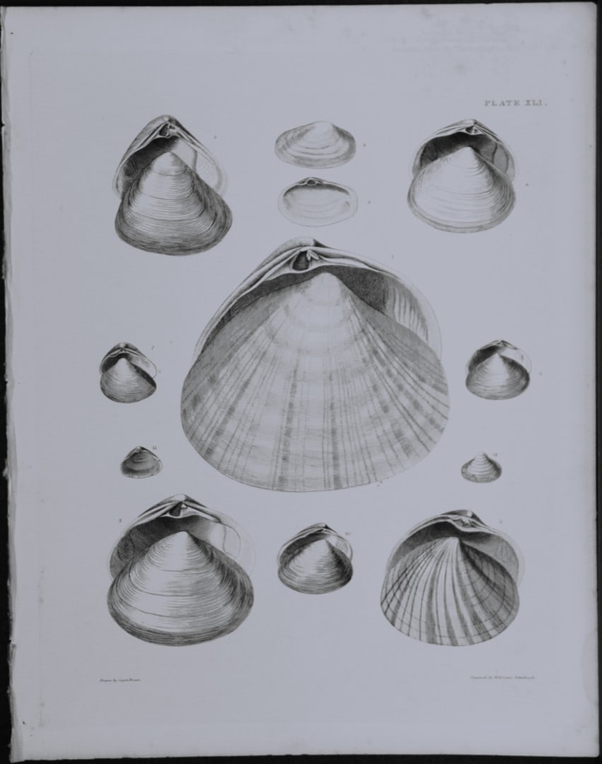 Capt. Thomas Brown - Engraving of shells 1844: This engraving is from Illustrations of the Recent Conchology of Great Britain and Ireland, with the description and localities of all the species, marine, land, and fresh water by Captain Thomas Brow