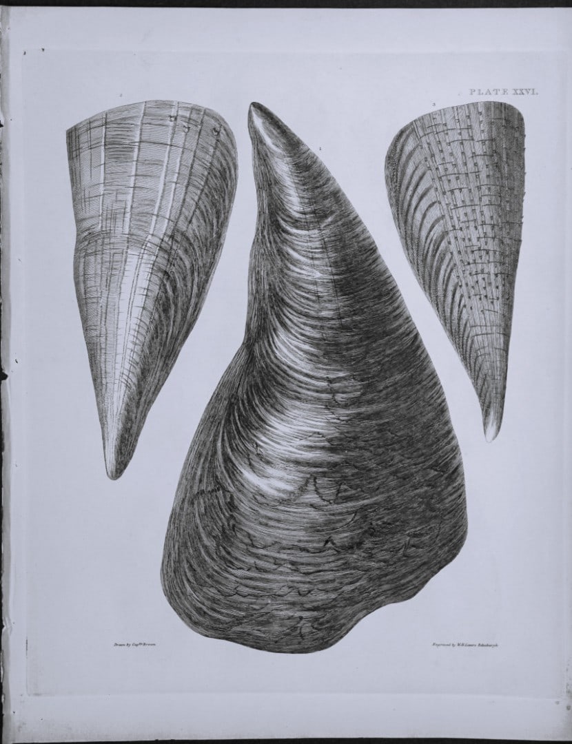 Capt. Thomas Brown - Engraving of shells 1844: This engraving is from Illustrations of the Recent Conchology of Great Britain and Ireland, with the description and localities of all the species, marine, land, and fresh water by Captain Thomas Brow