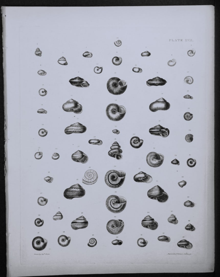 Capt. Thomas Brown - Engraving of shells 1844: This engraving is from Illustrations of the Recent Conchology of Great Britain and Ireland, with the description and localities of all the species, marine, land, and fresh water by Captain Thomas Brow