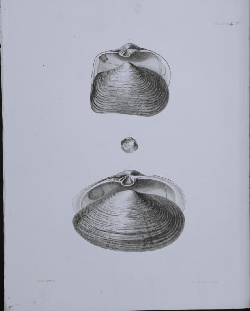Capt. Thomas Brown - Engraving of shells 1844: This engraving is from Illustrations of the Recent Conchology of Great Britain and Ireland, with the description and localities of all the species, marine, land, and fresh water by Captain Thomas Brow