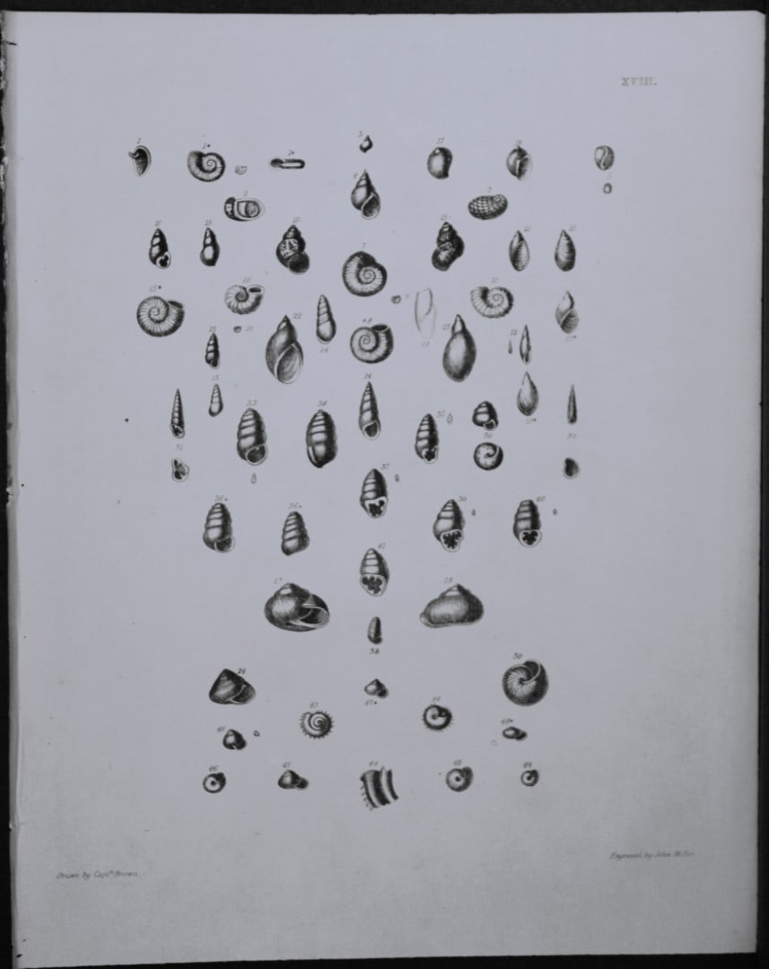 Capt. Thomas Brown - Engraving of shells 1844: This engraving is from Illustrations of the Recent Conchology of Great Britain and Ireland, with the description and localities of all the species, marine, land, and fresh water by Captain Thomas Brow