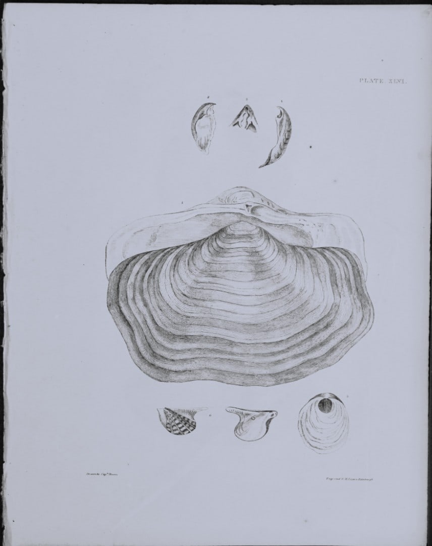 Capt. Thomas Brown - Engraving of shells 1844: This engraving is from Illustrations of the Recent Conchology of Great Britain and Ireland, with the description and localities of all the species, marine, land, and fresh water by Captain Thomas Brow