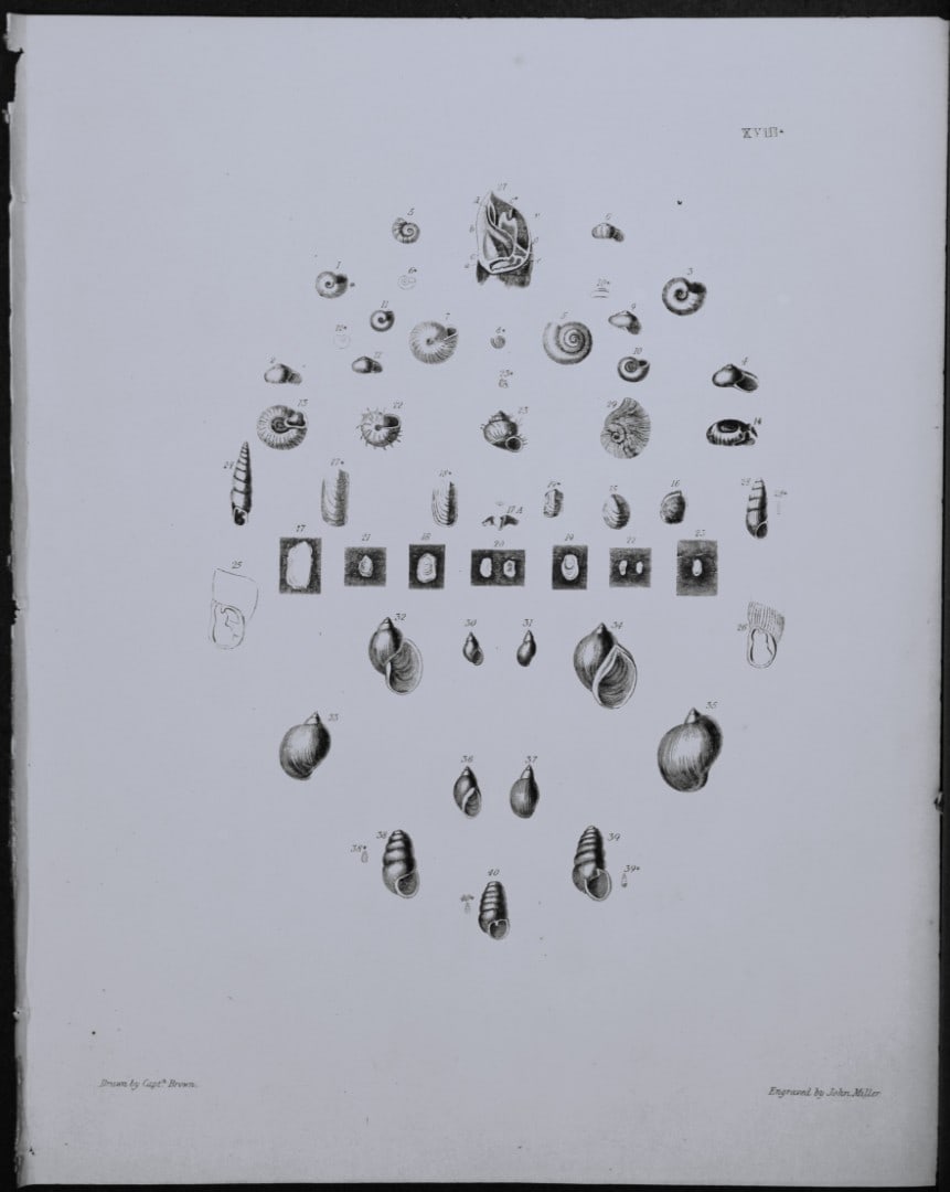 Capt. Thomas Brown - Engraving of shells 1844: This engraving is from Illustrations of the Recent Conchology of Great Britain and Ireland, with the description and localities of all the species, marine, land, and fresh water by Captain Thomas Brow