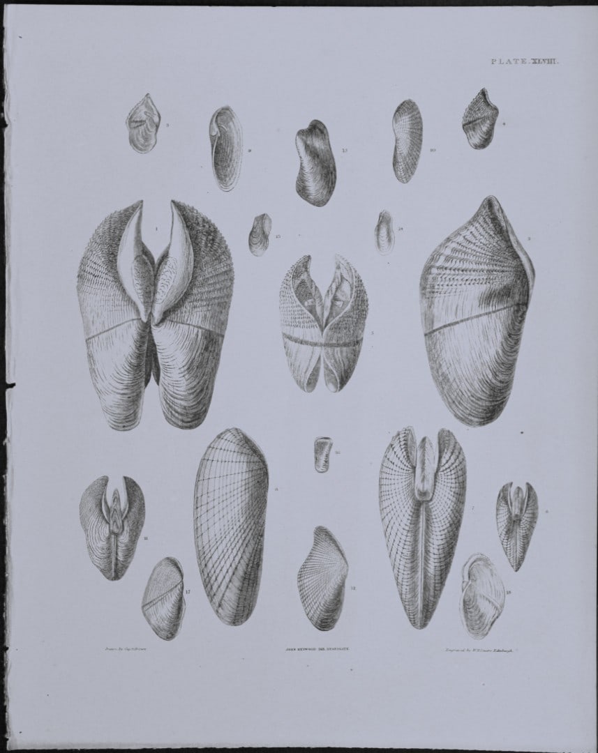 Capt. Thomas Brown - Engraving of shells 1844: This engraving is from Illustrations of the Recent Conchology of Great Britain and Ireland, with the description and localities of all the species, marine, land, and fresh water by Captain Thomas Brow