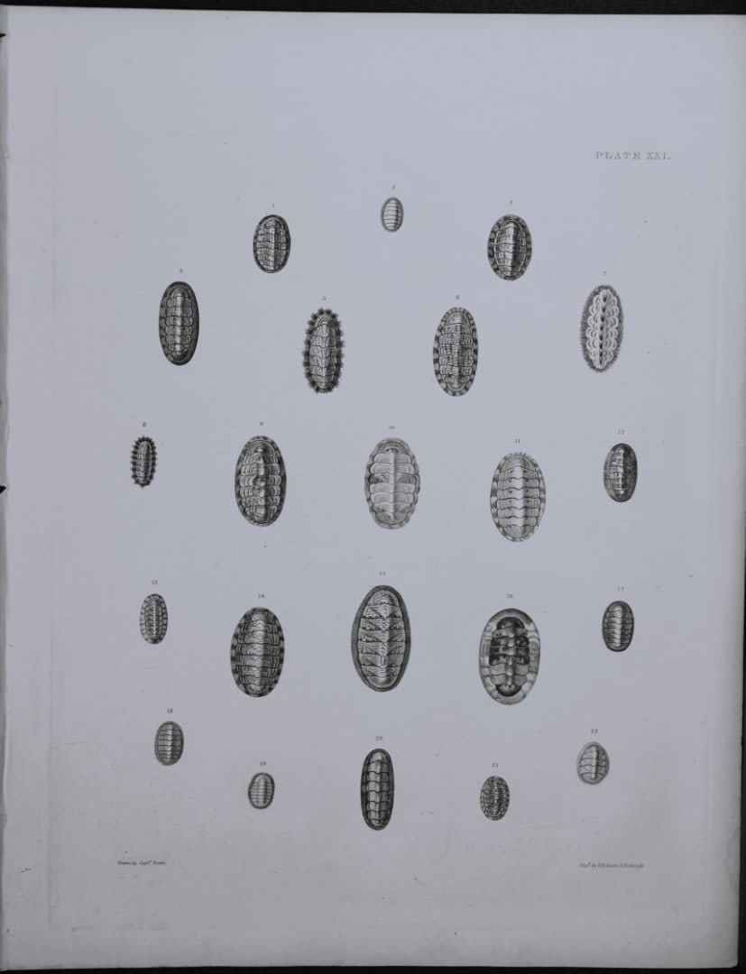 Capt. Thomas Brown - Engraving of shells 1844: This engraving is from Illustrations of the Recent Conchology of Great Britain and Ireland, with the description and localities of all the species, marine, land, and fresh water by Captain Thomas Brow