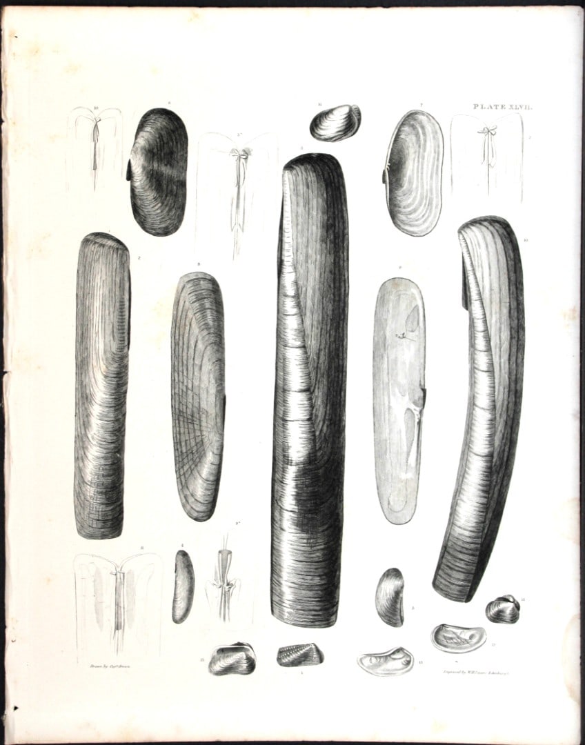 Capt. Thomas Brown - Engraving of shells 1844: This engraving is from Illustrations of the Recent Conchology of Great Britain and Ireland, with the description and localities of all the species, marine, land, and fresh water by Captain Thomas Brow