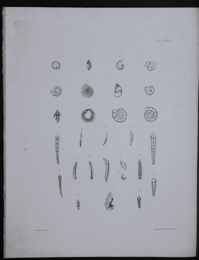 Capt. Thomas Brown - Engraving of shells 1844: This engraving is from Illustrations of the Recent Conchology of Great Britain and Ireland, with the description and localities of all the species, marine, land, and fresh water by Captain Thomas Brow