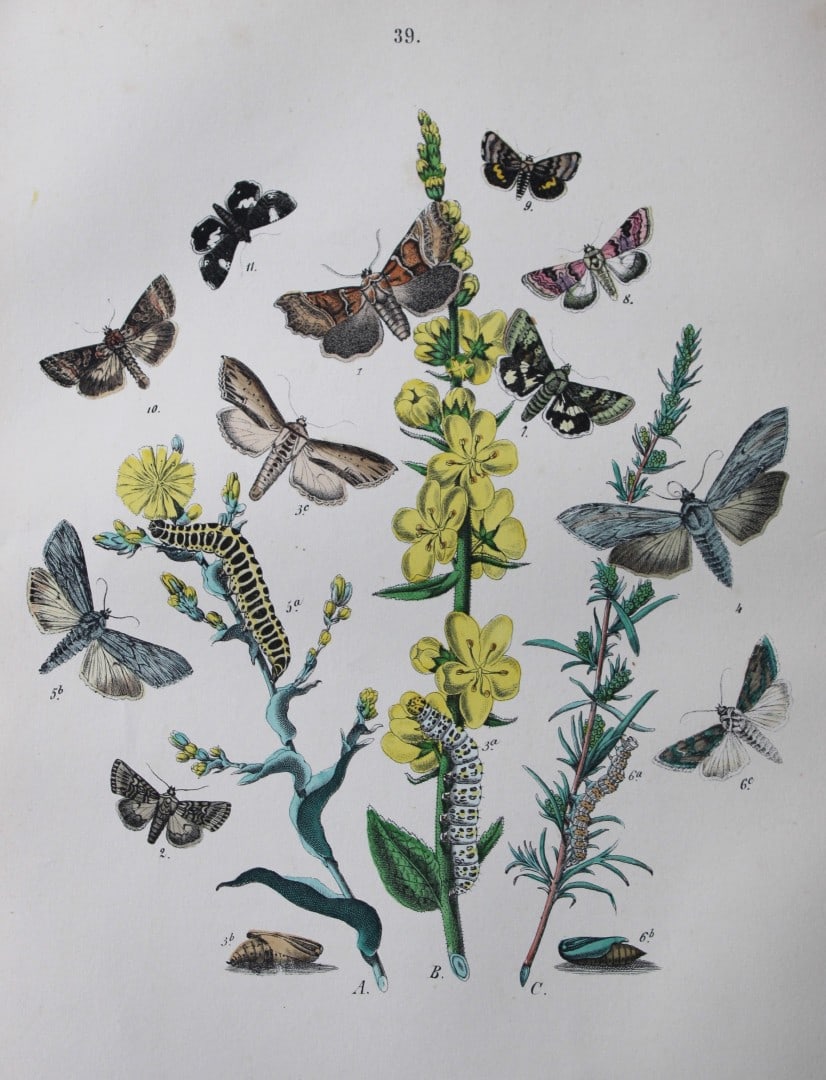 WF Kirby - Hand coloured lithograph from European Butterflies and Moths 1882 (1 of 1)