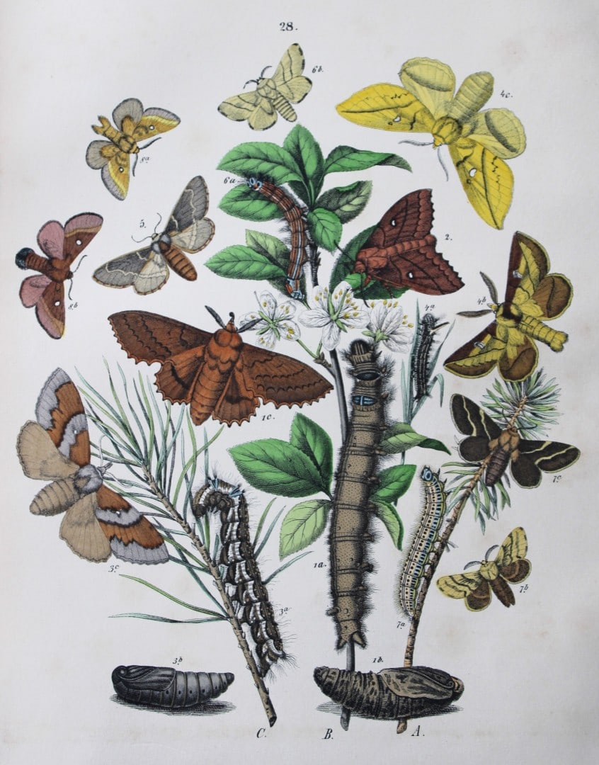 WF Kirby - Hand coloured lithograph from European Butterflies and Moths 1882: This rare hand coloured lithographic print is from European Butterflies and Moths by WF Kirby. Published by Cassell, Petter, Galpin & Co, London 1882. First edition.The book was based upon Berge's Sch