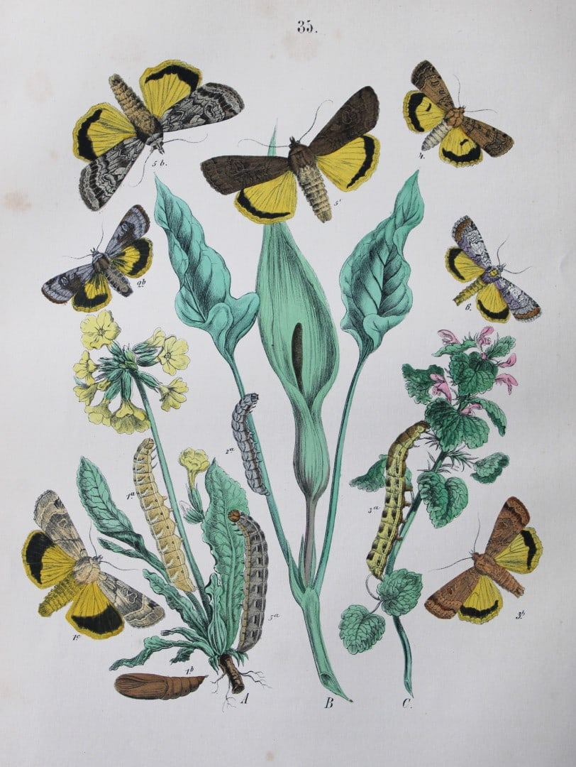 WF Kirby - Hand coloured lithograph from European Butterflies and Moths 1882: This rare hand coloured lithographic print is from European Butterflies and Moths by WF Kirby. Published by Cassell, Petter, Galpin & Co, London 1882. First edition.The book was based upon Berge's Sch