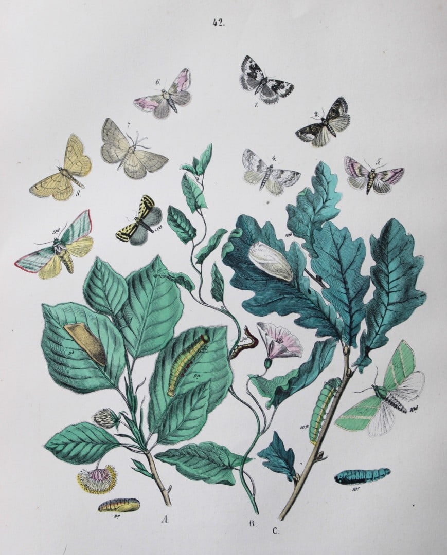 WF Kirby - Hand coloured lithograph from European Butterflies and Moths 1882: This rare hand coloured lithographic print is from European Butterflies and Moths by WF Kirby. Published by Cassell, Petter, Galpin & Co, London 1882. First edition.The book was based upon Berge's Sch
