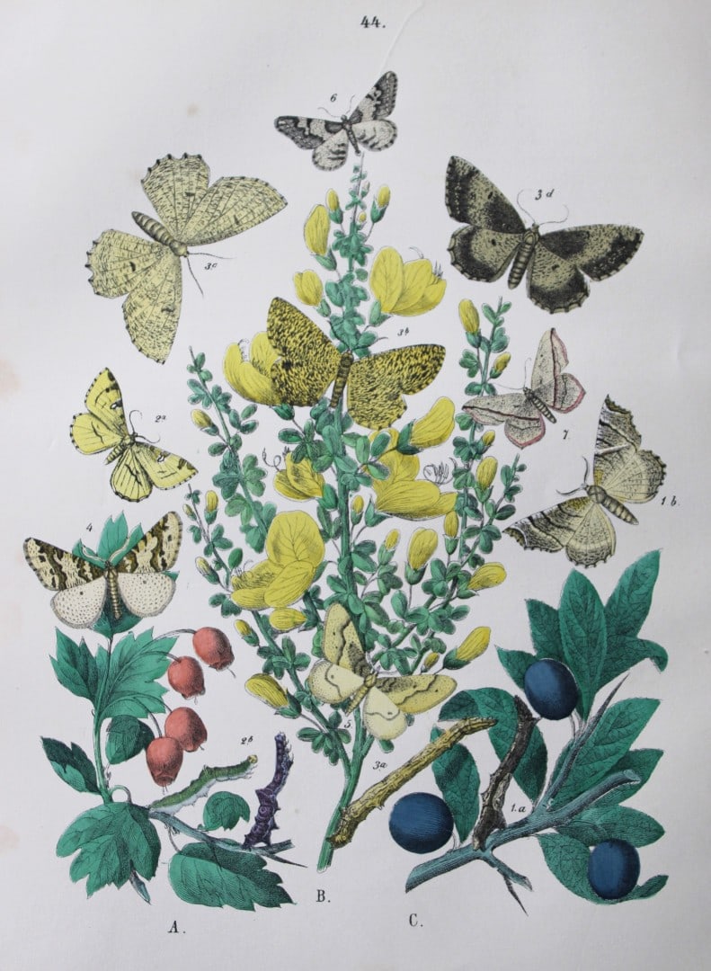 WF Kirby - Hand coloured lithograph from European Butterflies and Moths 1882: This rare hand coloured lithographic print is from European Butterflies and Moths by WF Kirby. Published by Cassell, Petter, Galpin & Co, London 1882. First edition.The book was based upon Berge's Sch