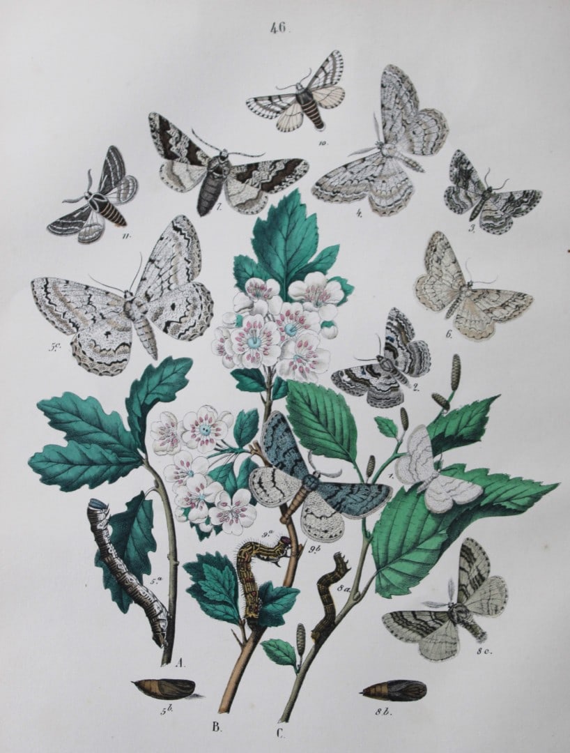 WF Kirby - Hand coloured lithograph from European Butterflies and Moths 1882 (1 of 1)