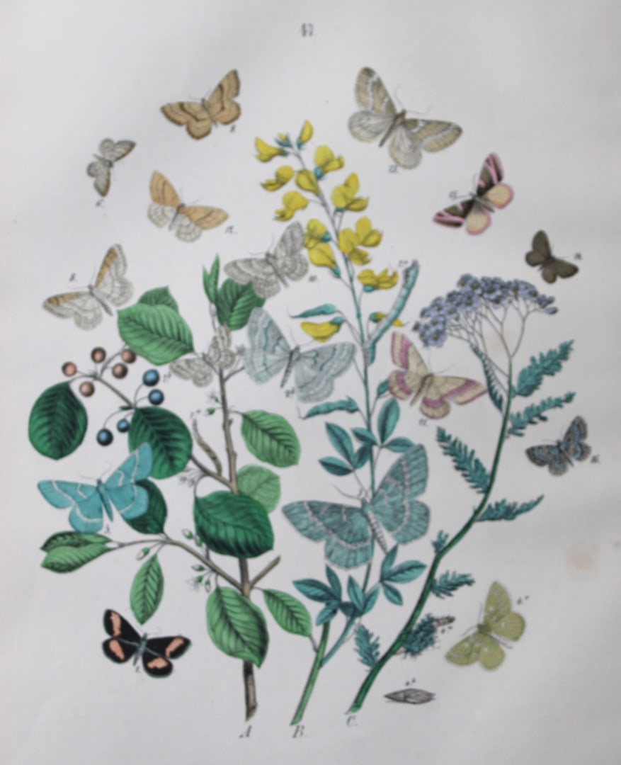 WF Kirby - Hand coloured lithograph from European Butterflies and Moths 1882: This rare hand coloured lithographic print is from European Butterflies and Moths by WF Kirby. Published by Cassell, Petter, Galpin & Co, London 1882. First edition.The book was based upon Berge's Sch