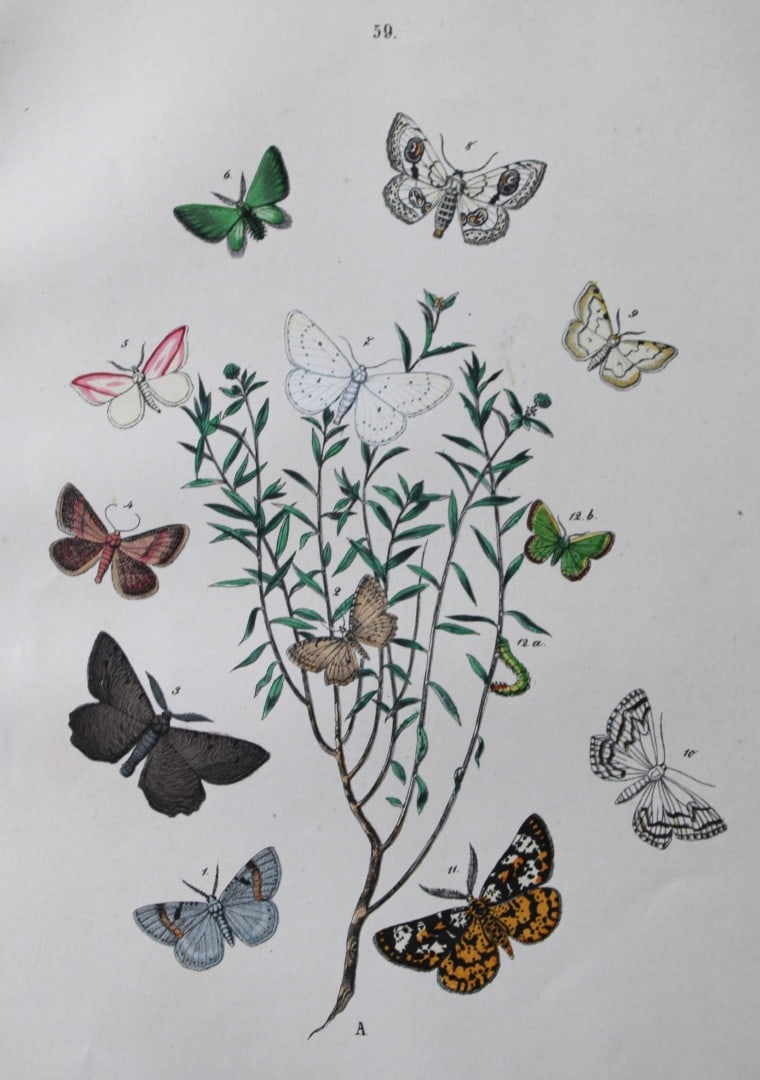 WF Kirby - Hand coloured lithograph from European Butterflies and Moths 1882 (1 of 1)
