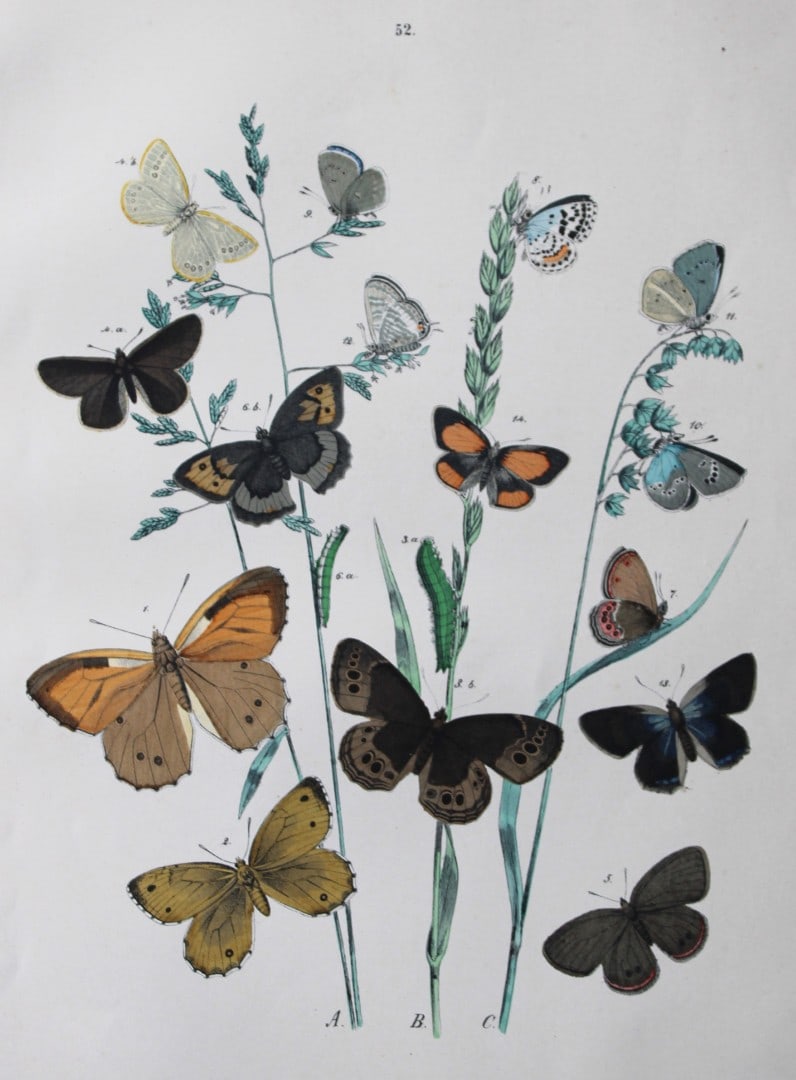 WF Kirby - Hand coloured lithograph from European Butterflies and Moths 1882 (1 of 1)
