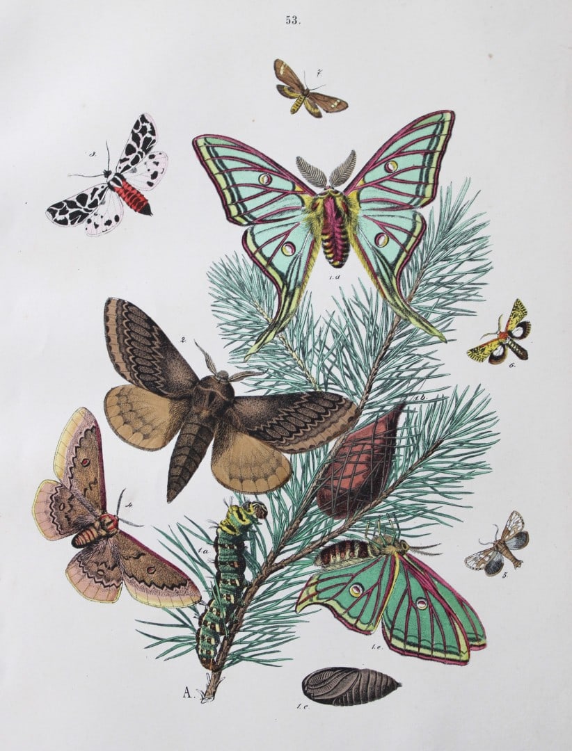 WF Kirby - Hand coloured lithograph from European Butterflies and Moths 1882 (1 of 1)