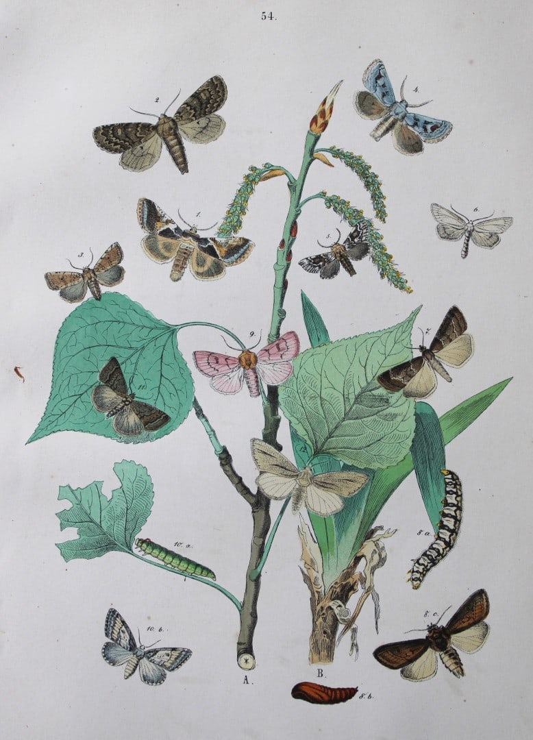 WF Kirby - Hand coloured lithograph from European Butterflies and Moths 1882: This rare hand coloured lithographic print is from European Butterflies and Moths by WF Kirby. Published by Cassell, Petter, Galpin & Co, London 1882. First edition.The book was based upon Berge's Sch