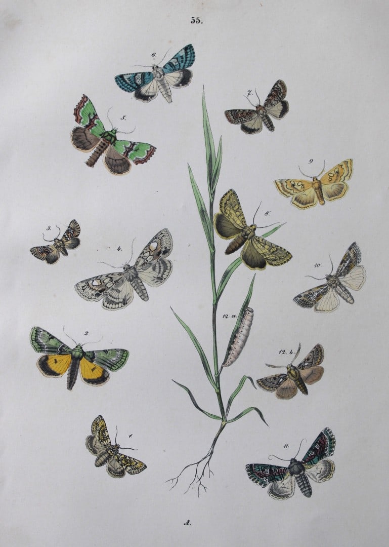 WF Kirby - Hand coloured lithograph from European Butterflies and Moths 1882 (1 of 1)