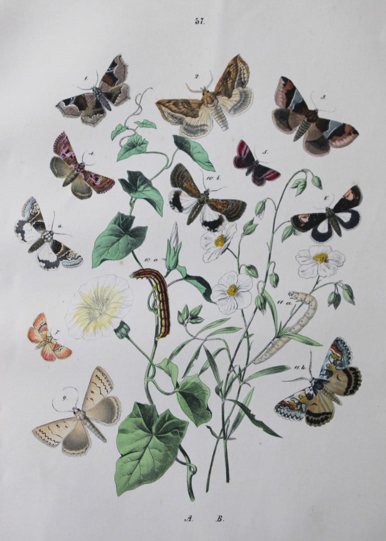 WF Kirby - Hand coloured lithograph from European Butterflies and Moths 1882 (1 of 1)