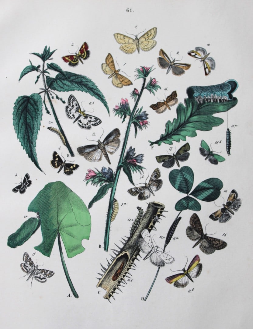 WF Kirby - Hand coloured lithograph from European Butterflies and Moths 1882 (1 of 1)