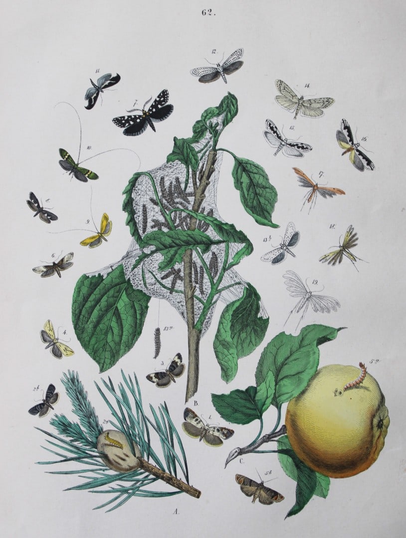 WF Kirby - Hand coloured lithograph from European Butterflies and Moths 1882: This rare hand coloured lithographic print is from European Butterflies and Moths by WF Kirby. Published by Cassell, Petter, Galpin & Co, London 1882. First edition.The book was based upon Berge's Sch