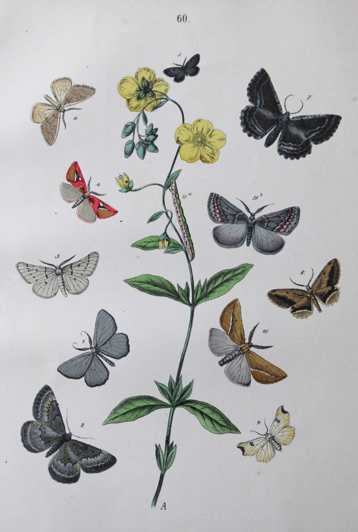 WF Kirby - Hand coloured lithograph from European Butterflies and Moths 1882: This rare hand coloured lithographic print is from European Butterflies and Moths by WF Kirby. Published by Cassell, Petter, Galpin & Co, London 1882. First edition.The book was based upon Berge's Sch