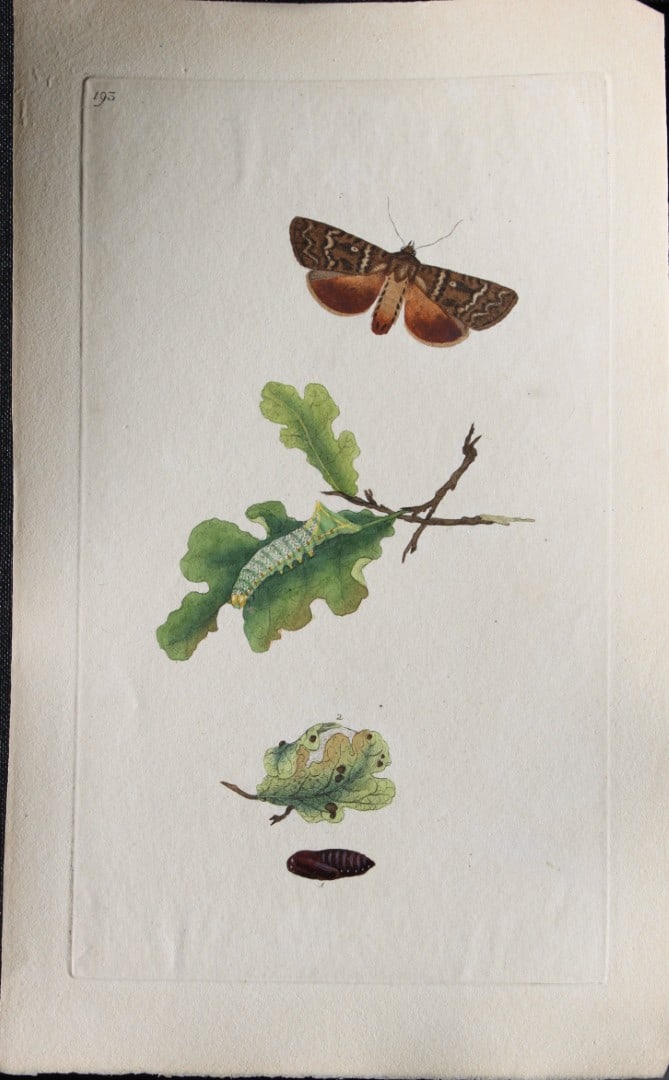 Edward Donovan - Copperplate engraving of Moths 1797: These copperplate engravings are from Edward Donovan's The Natural History of British Insects Vol VI, published in 1797 in London and printed by F & C Rivington.Size: 5.5in x 9in (14cm x 23cm)