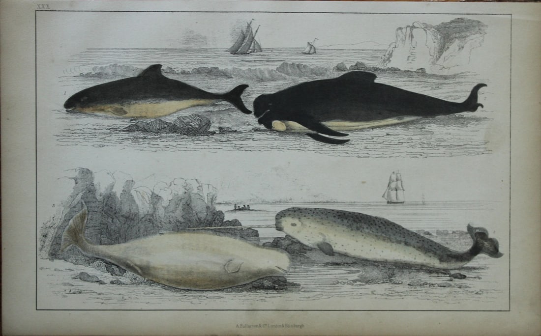 Oliver Goldsmith - Engraving of Whales, Porpoise and Narwhal 1850: This hand-coloured copper-plate engraving is from A History of the Earth and Animated Nature by Oliver Goldsmith (1728-1774) published by A. Fullarton, London 1850. This work sought to draw together v