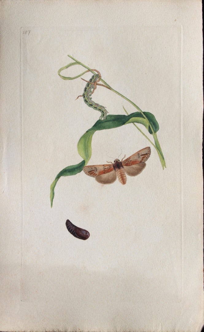 Edward Donovan - Copperplate engraving of Moths 1797: This copperplate engraving is from Edward Donovan's The Natural History of British Insects Vol VI, published in 1797 in London and printed by F & C Rivington.Size: 5.5in x 9in (14cm x 23cm)