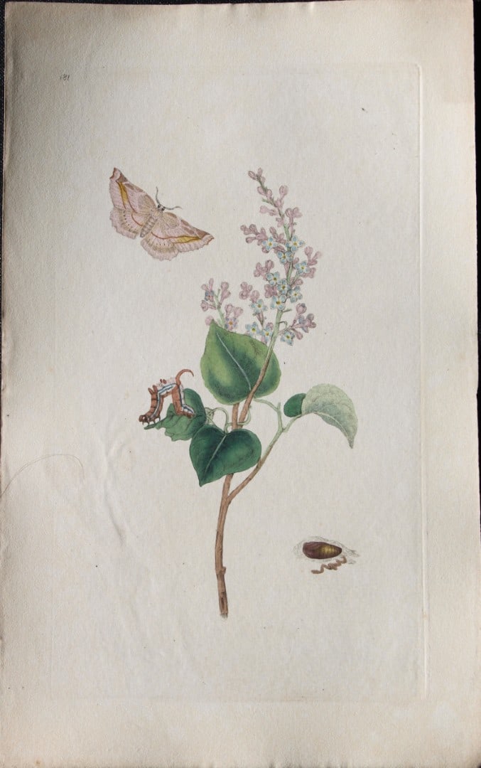 Edward Donovan - Copperplate engraving of Moths 1797: This copperplate engraving is from Edward Donovan's The Natural History of British Insects Vol VI, published in 1797 in London and printed by F & C Rivington.Size: 5.5in x 9in (14cm x 23cm)