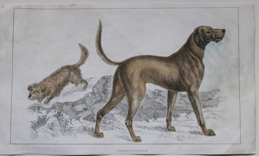 Oliver Goldsmith - Engraving of Skye Terrier and Bloodhound 1850: This hand-coloured copper-plate engraving is from A History of the Earth and Animated Nature by Oliver Goldsmith (1728-1774) published by A. Fullarton, London 1850. This work sought to draw together v