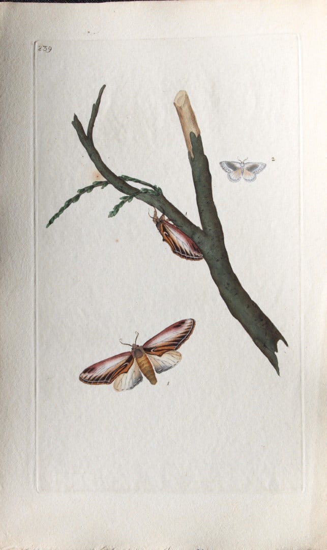 Edward Donovan - Copperplate engraving of Moths 1798: This copperplate engraving is from Edward Donovan's The Natural History of British Insects Vol VI, published in 1797 in London and printed by F & C Rivington.Size: 5.5in x 9in (14cm x 23cm)