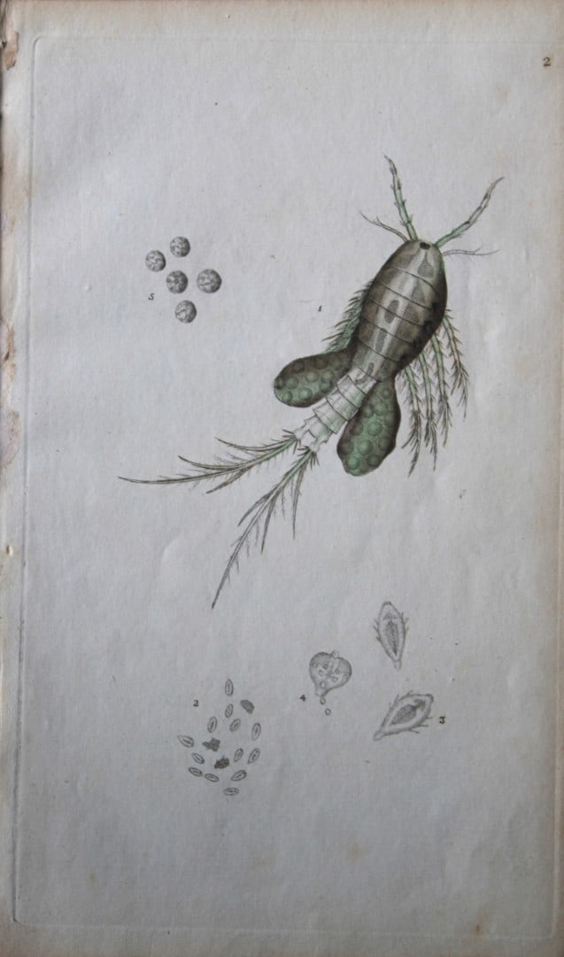 Edward Donovan - Copperplate engraving of Insects 1792: This copperplate engraving is from Edward Donovan's The Natural History of British Insects Vol VI, published in 1797 in London and printed by F & C Rivington.Size: 5.5in x 9in (14cm x 23cm)